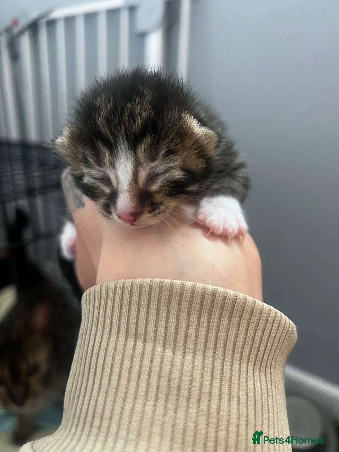 Bengal cats for sale: Bengal cross kitten  in Pathhead - Advert 2