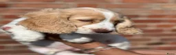 Cocker Spaniel dogs for sale: 5 quality cocker spaniel pups ready now 🐶🐾 - Advert 24
