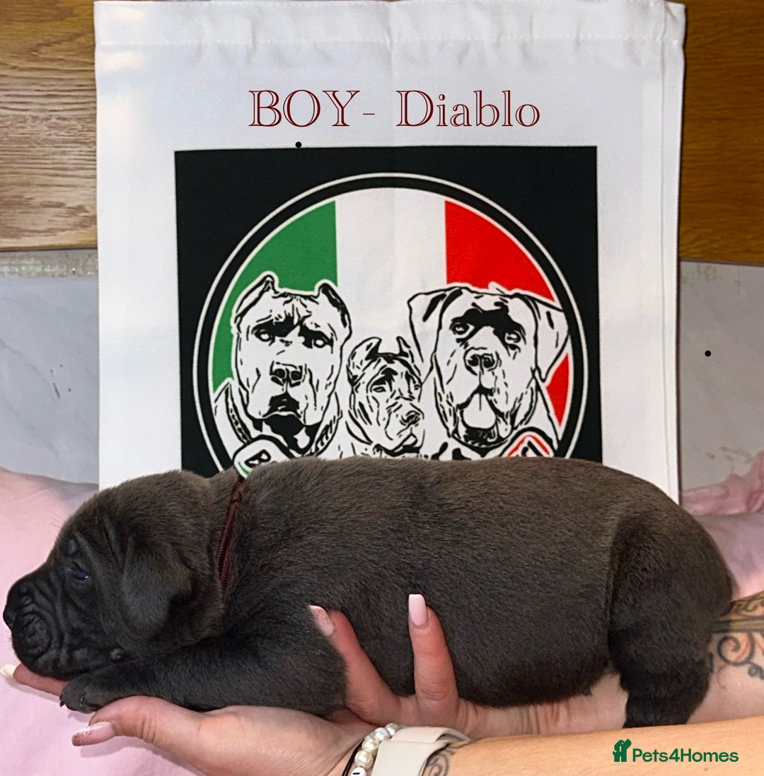 Cane Corso dogs for sale: Cane corso IKC/FCI  - Advert 19