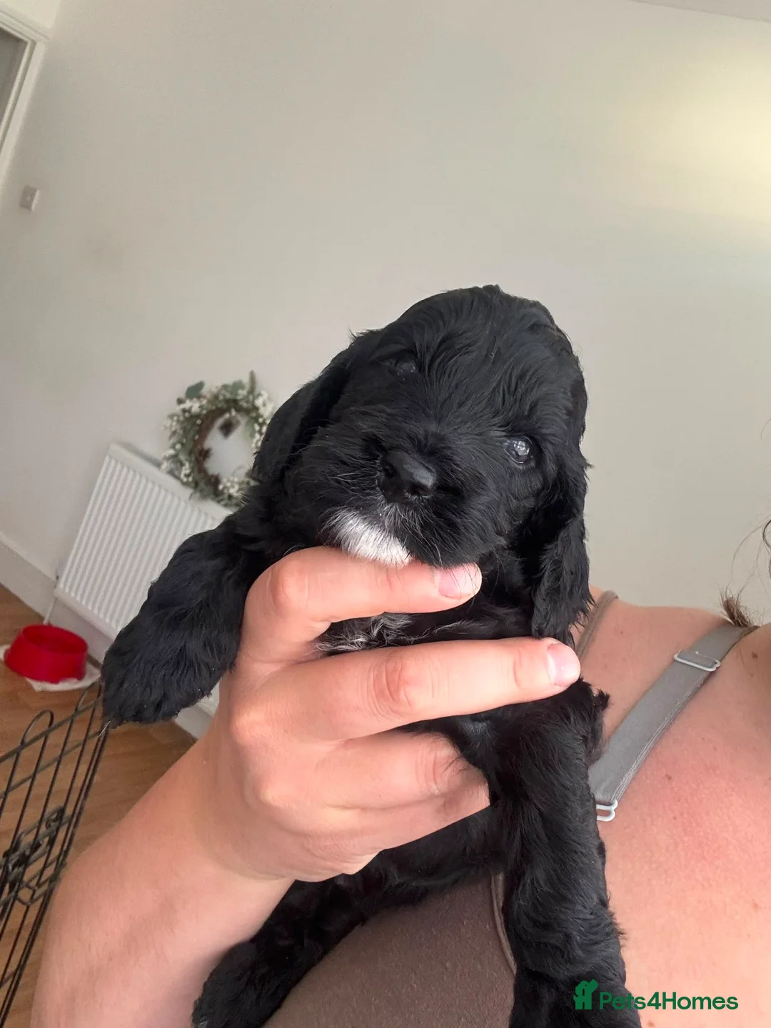 Cockapoo dogs for sale: F1 Cockapoo puppies health tested parents - Advert 1