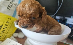 Cavapoo dogs for sale: Cavapoo Puppies  - Image 21