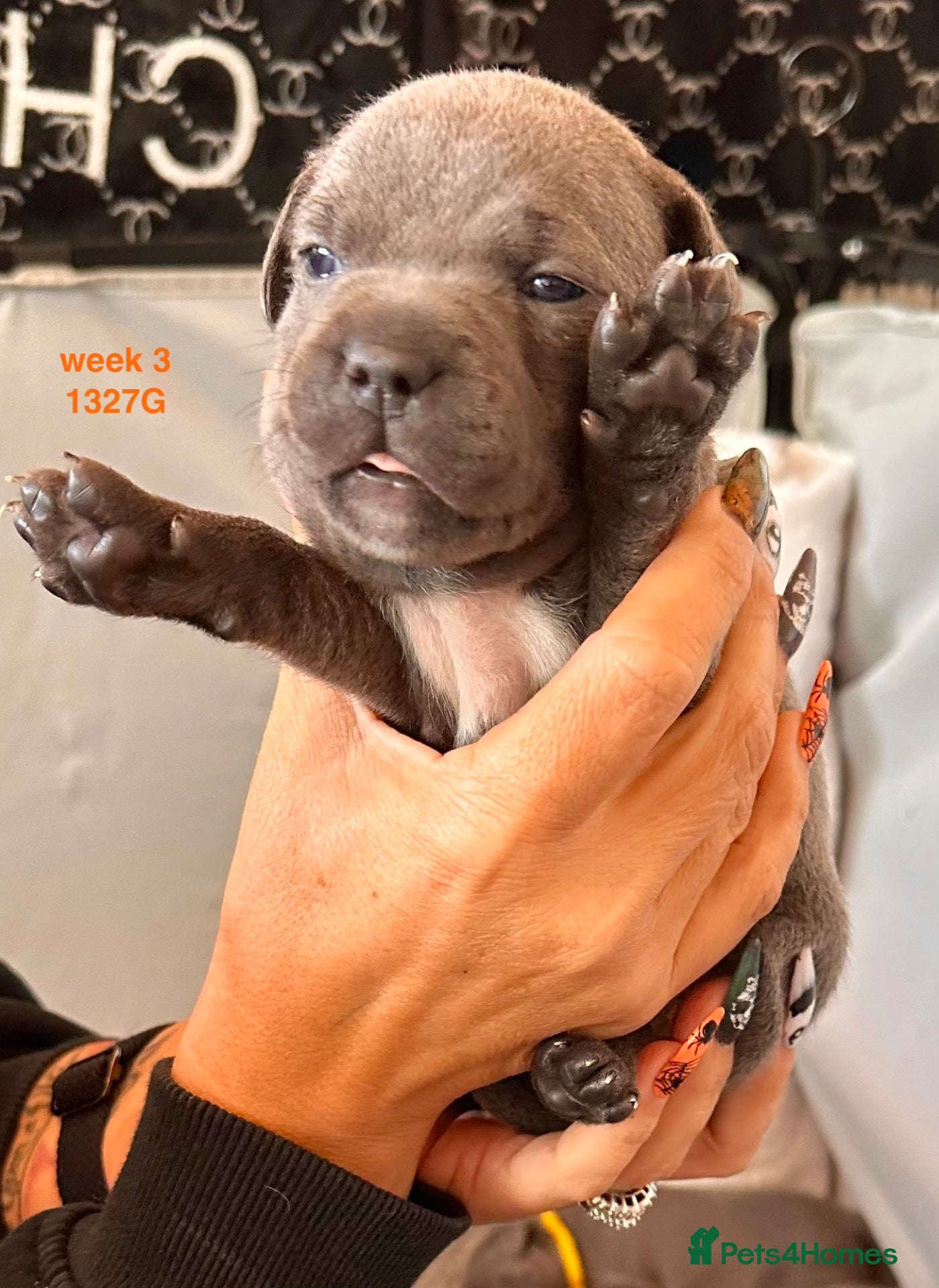 Staffordshire Bull Terrier dogs  KC Registered Blue Staffy Puppies - Advert 2