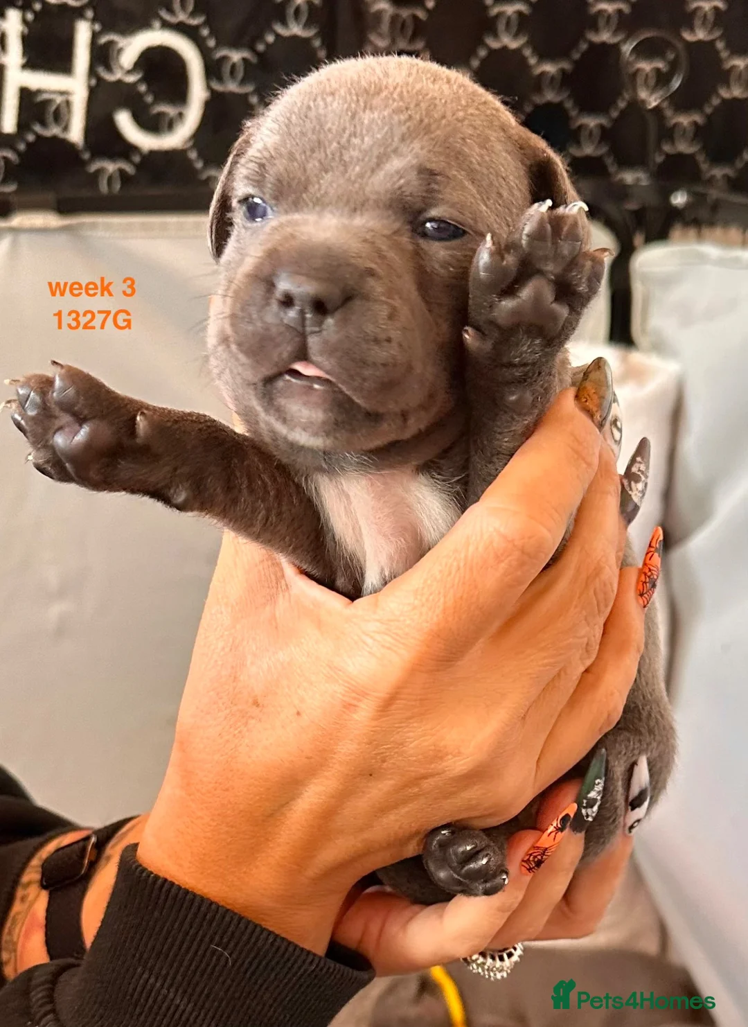 Staffordshire Bull Terrier dogs for sale:  KC Registered Blue Staffy Puppies - Advert 2