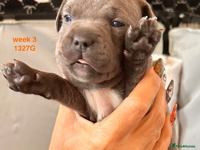 Staffordshire Bull Terrier dogs KC Registered Blue Staffy Puppies - Advert 2