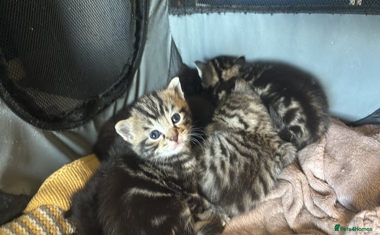 Mixed Breed cats - Advert 11