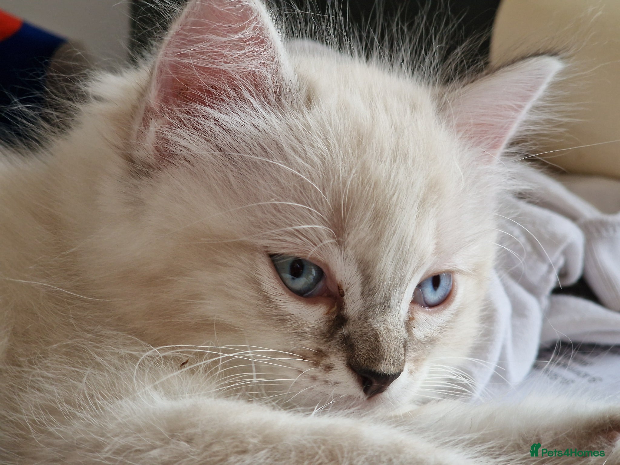 Ragdoll cats Gorgeous affectionate blue mitted Ragdoll boys - Advert 9