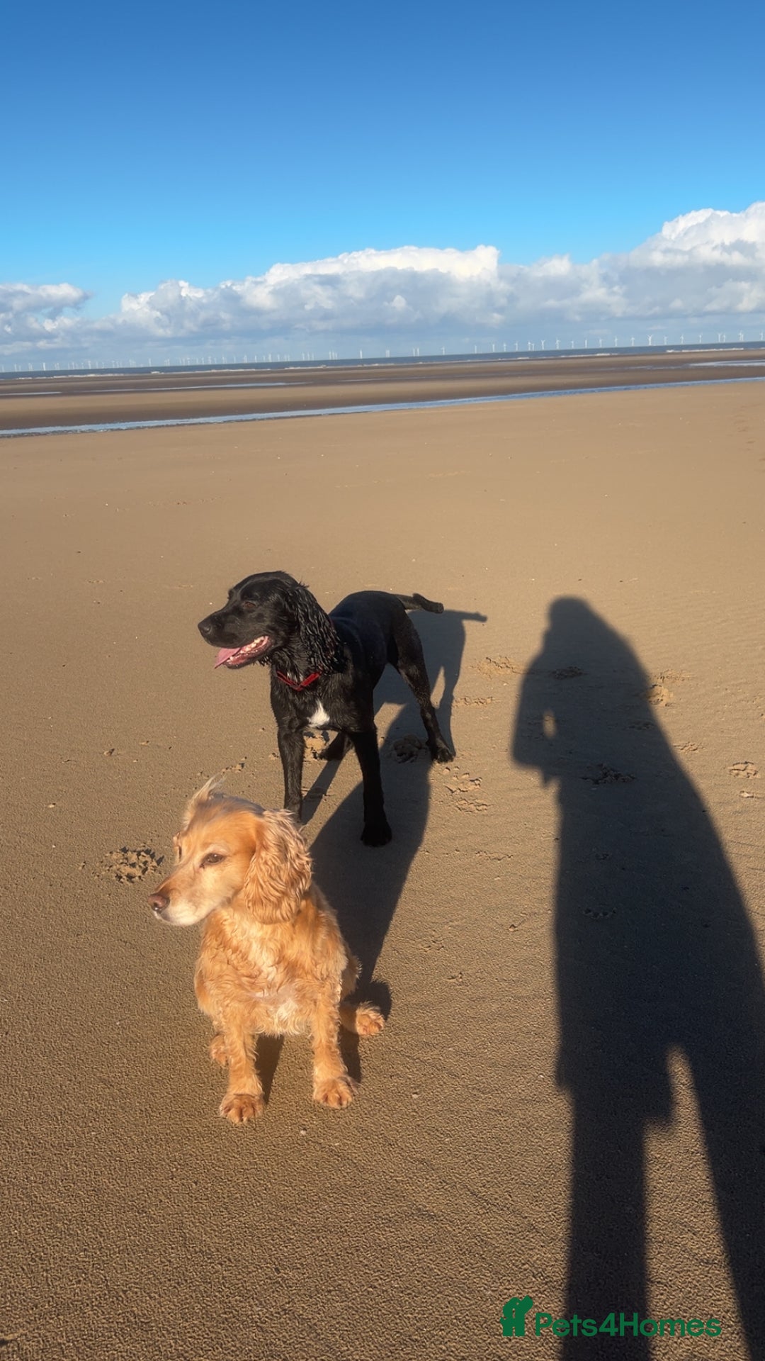 Sprocker dogs for stud: Large sprocker for stud - Advert 6