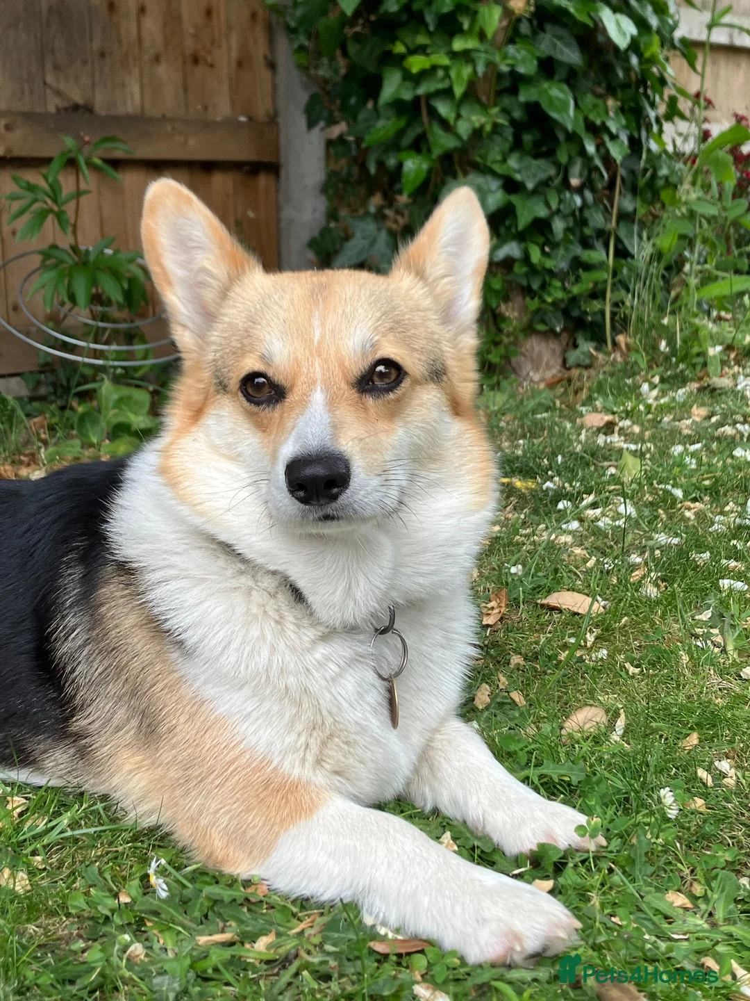 Welsh Corgi Pembroke dogs for sale: 6 beautiful corgi puppies in Rochester - Advert 2