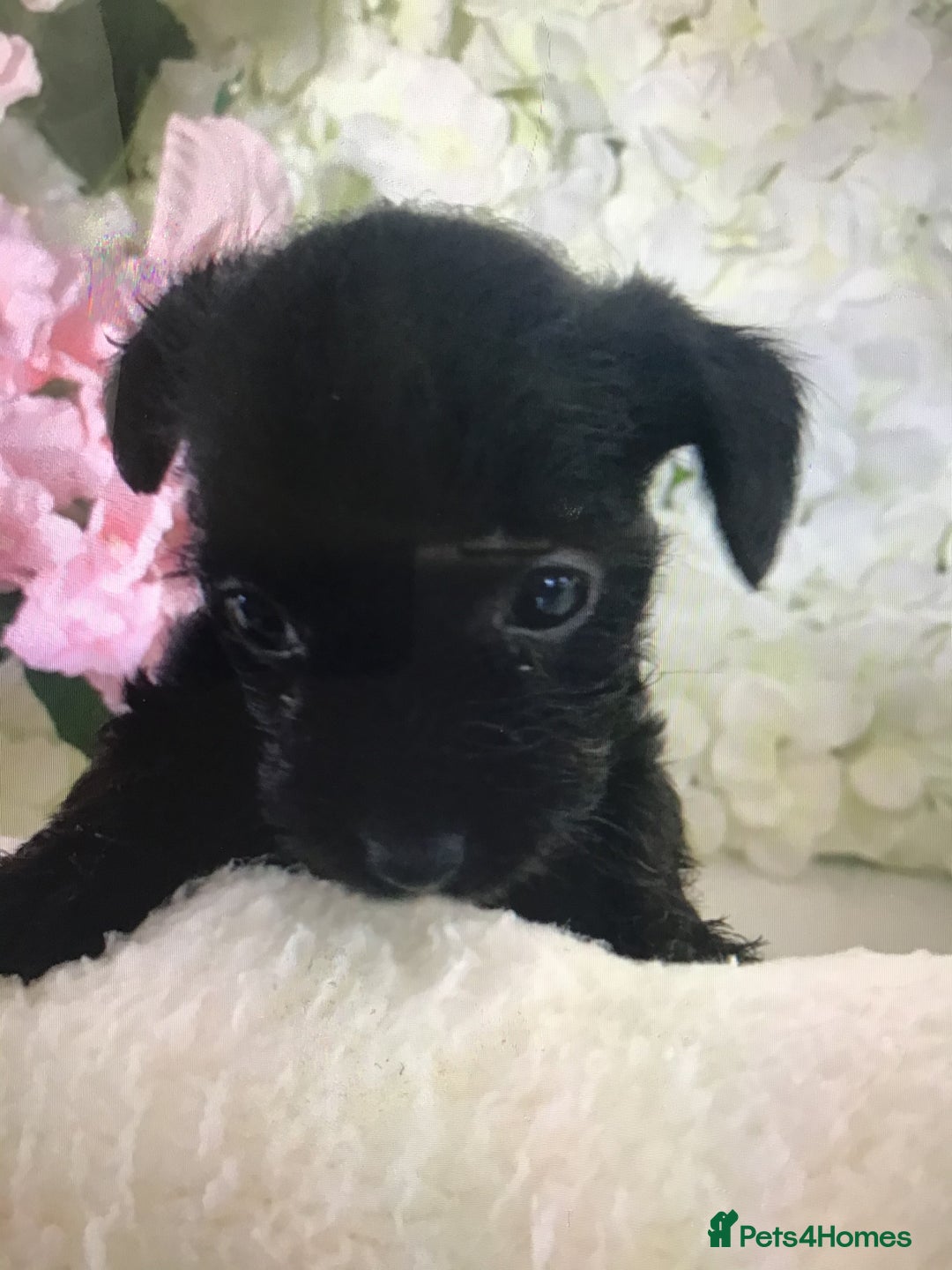 Jackapoo dogs for sale: ***READY NOW*** Gorgeous Jackapoo puppies - Image 13