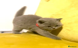 British Shorthair cats for sale: 💕Pure BSH Kittens – Family Raised, Ready December - Image 10