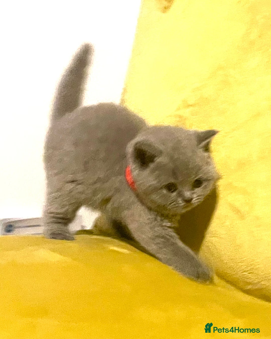 British Shorthair cats for sale: 💕Pure BSH Kittens – Family Raised, Ready December - Image 10