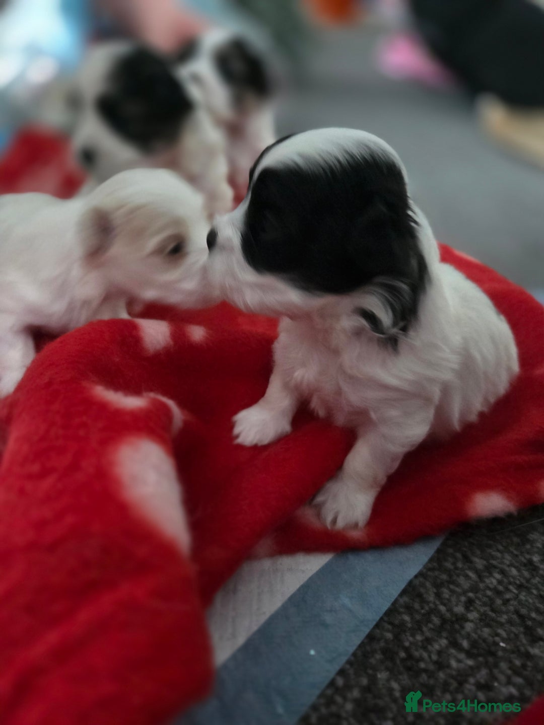 Maltese dogs for sale: 3 boys 1 girl x maltese puppies - Advert 7