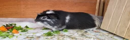 Guinea Pig rodents for sale: Male Guinea Pig - Advert 3