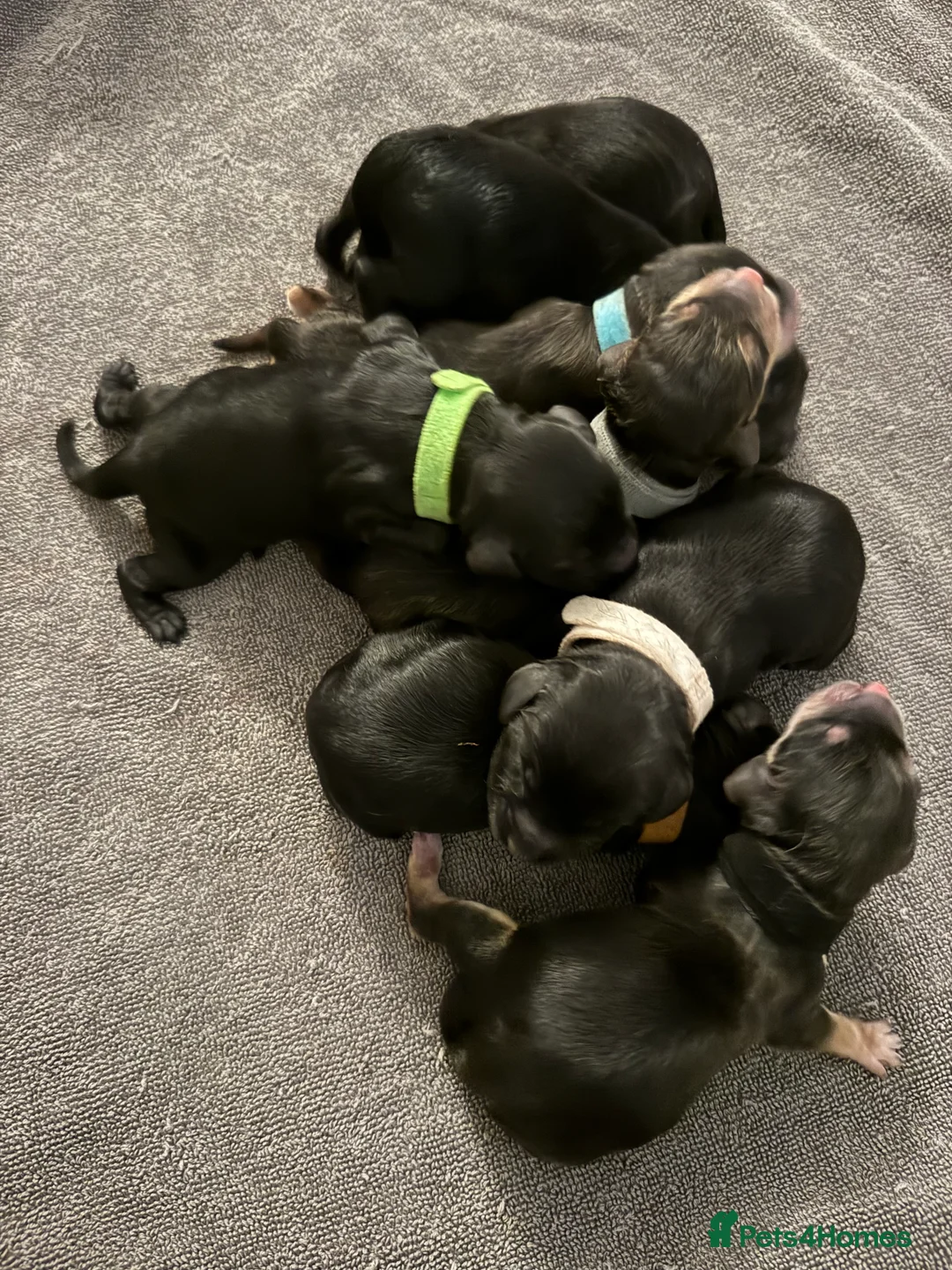 Cockapoo dogs for sale: F1 show type cockapoo puppies  in Ipswich - Advert 7