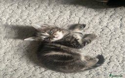 Mixed Breed cats for sale: Sweet Little Kittens Searching for Forever Home - Image 10