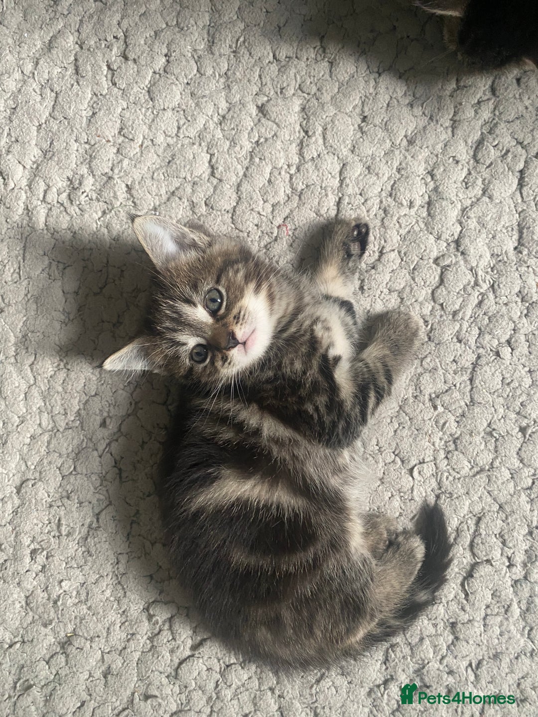 Mixed Breed cats for sale: Sweet Little Kittens Searching for Forever Home - Image 10