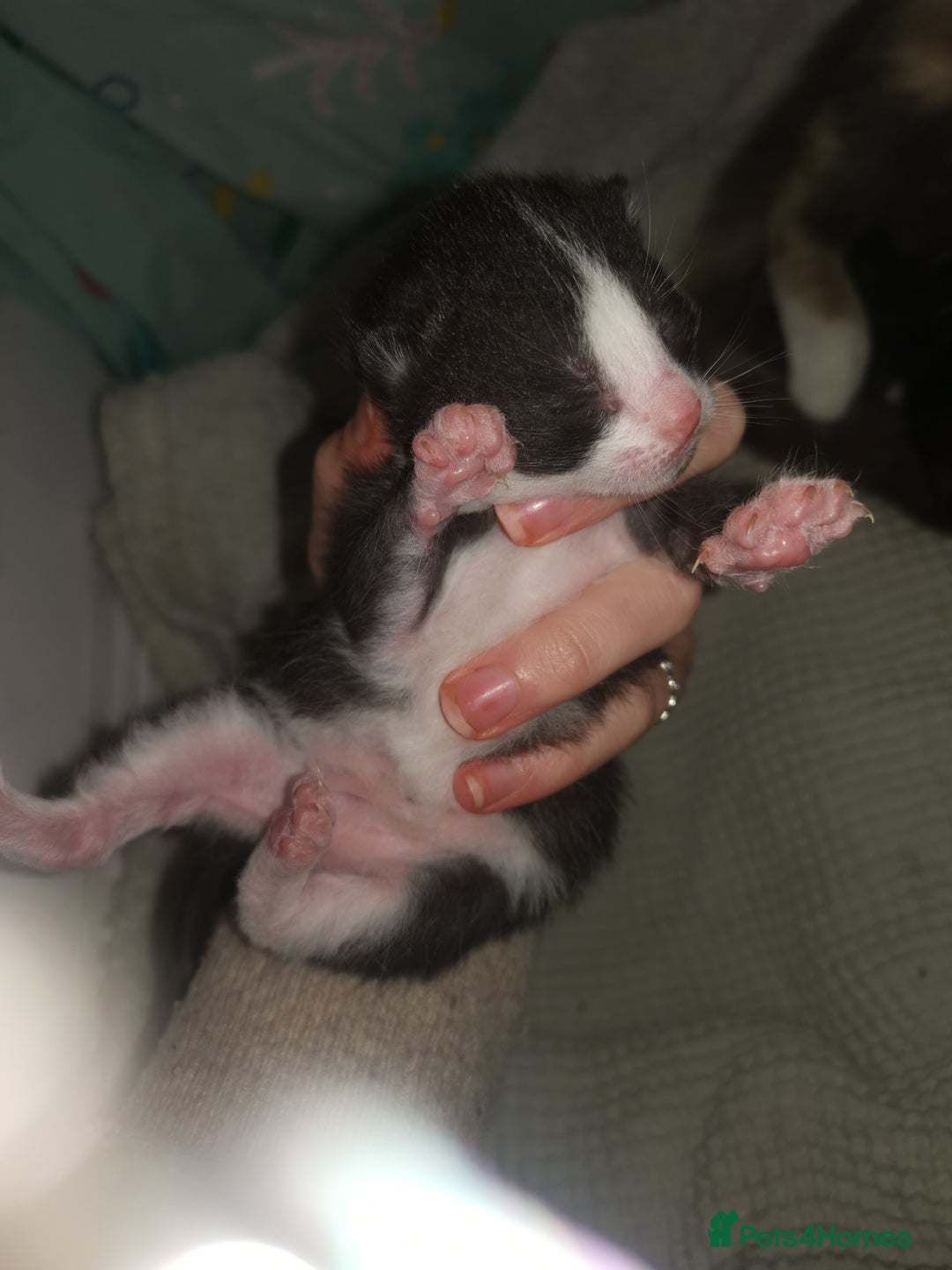 Domestic Shorthair cats for sale: Beautiful litter of kittens - Image 5