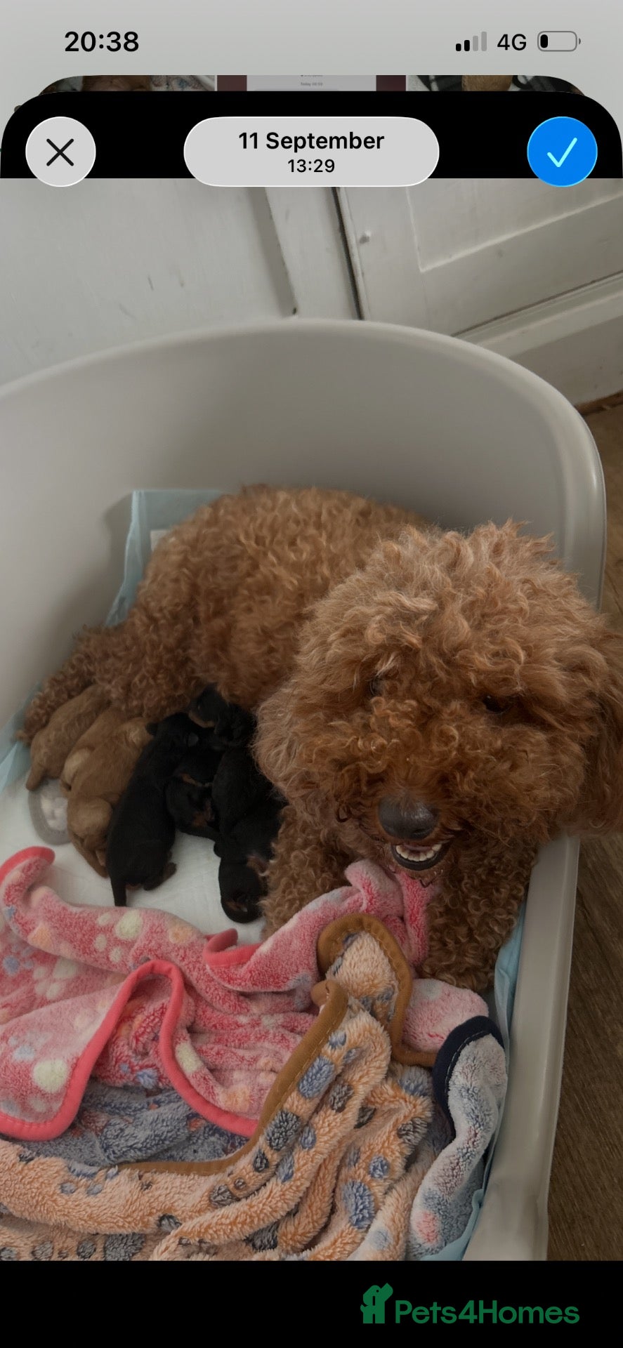 Cavapoo dogs Stunning Cavapoo puppies  - Advert 1