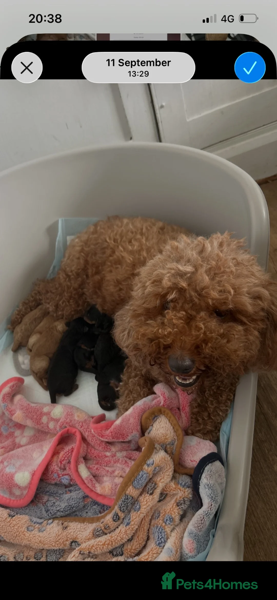 Cavapoo dogs for sale: Stunning Cavapoo puppies  - Advert 8