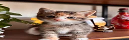 Mixed Breed cats for sale: Ginger and mix colour kittens for sale 🥰 - Advert 6