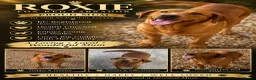 Labrador Retriever dogs for sale: 🐾 Beautiful Labrador Puppy Litter 🐾 - Advert 1