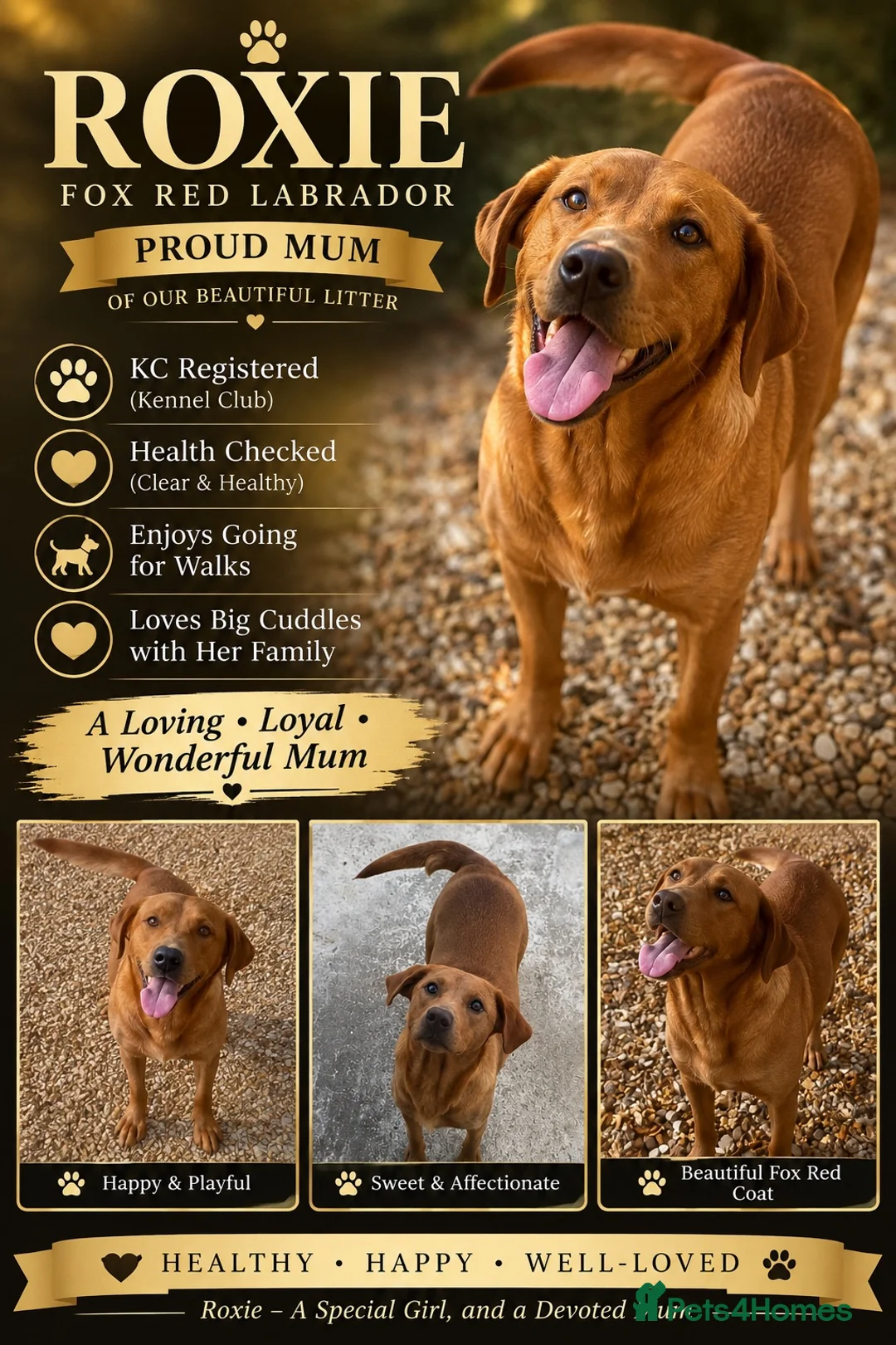 Labrador Retriever dogs for sale: 🐾 Beautiful Labrador Puppy Litter 🐾 - Advert 1