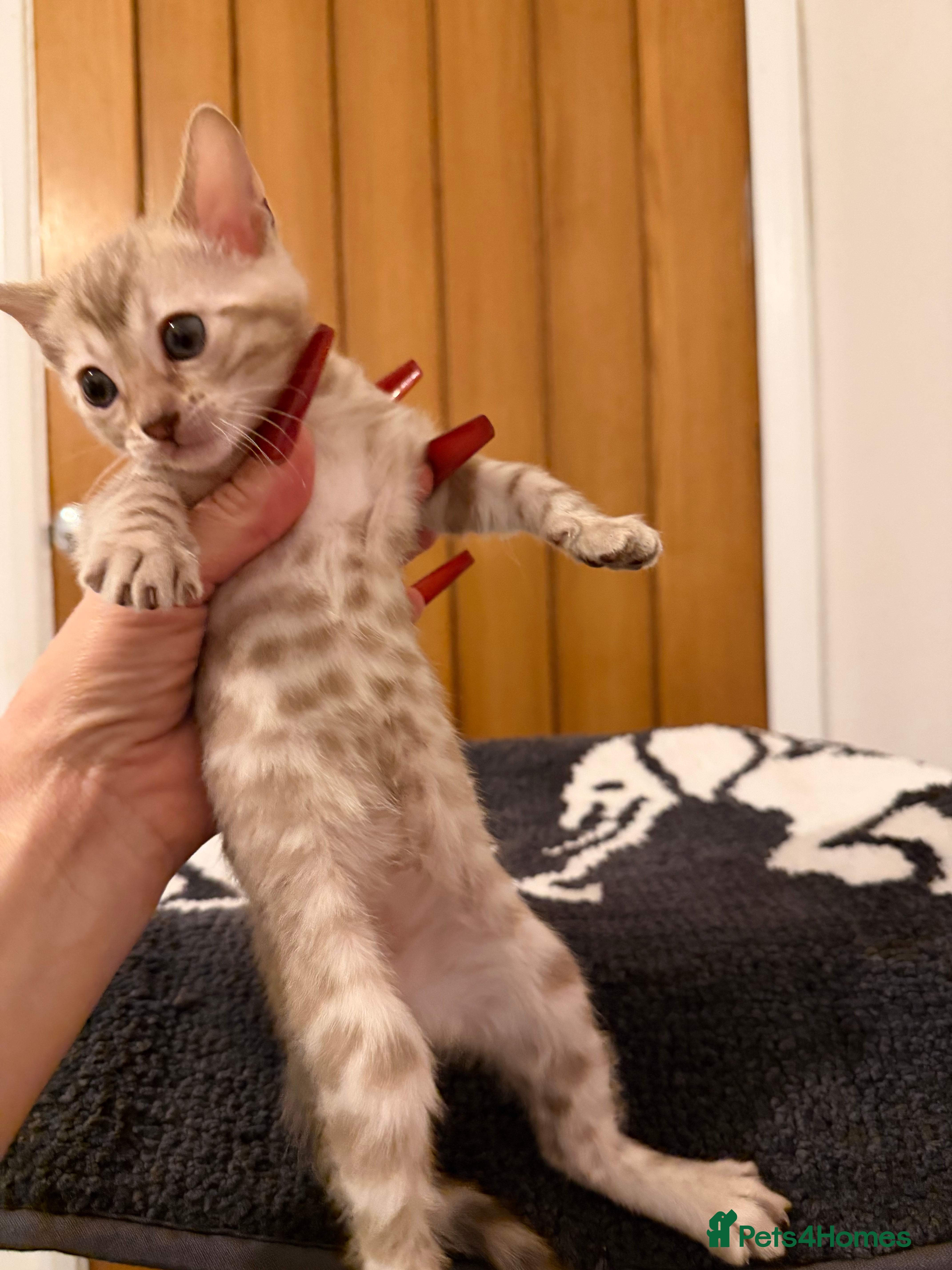 Bengal cats Pure Snow Bengal Kittens, Ready Today!  - Advert 2