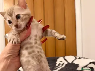 Bengal cats Pure Snow Bengal Kittens, Ready Today! - Advert 2