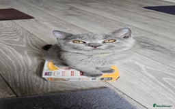 British Shorthair cats for sale: British Blue Shorthair - Image 9