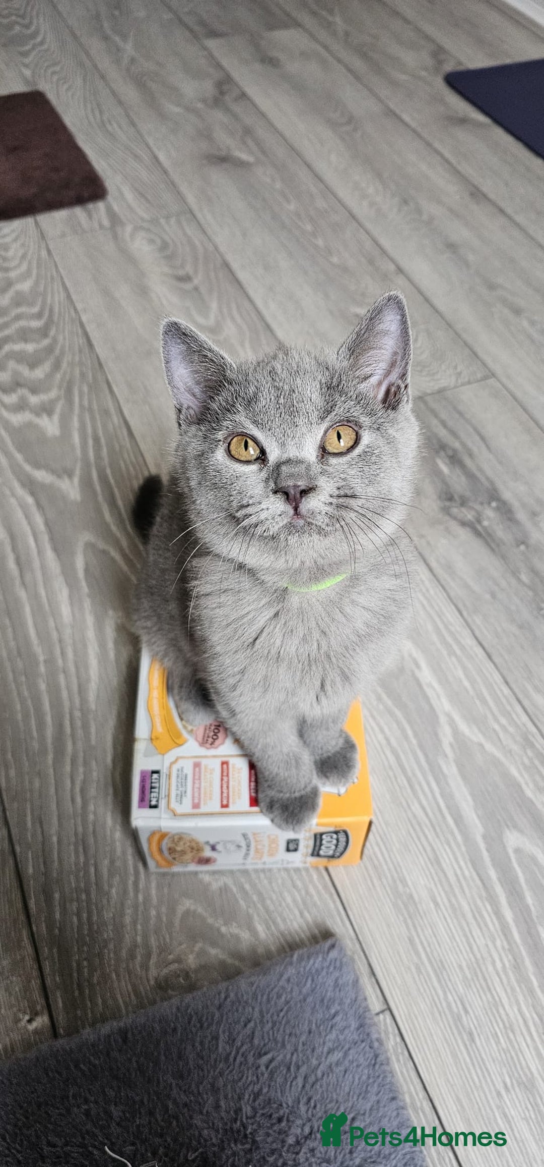 British Shorthair cats for sale: British Blue Shorthair - Image 9