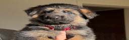 German Shepherd dogs for sale: Black & Tan GSD Puppies - Advert 9