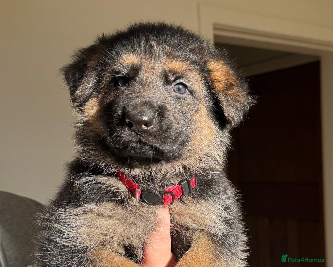 German Shepherd dogs for sale: Black & Tan GSD Puppies - Advert 9