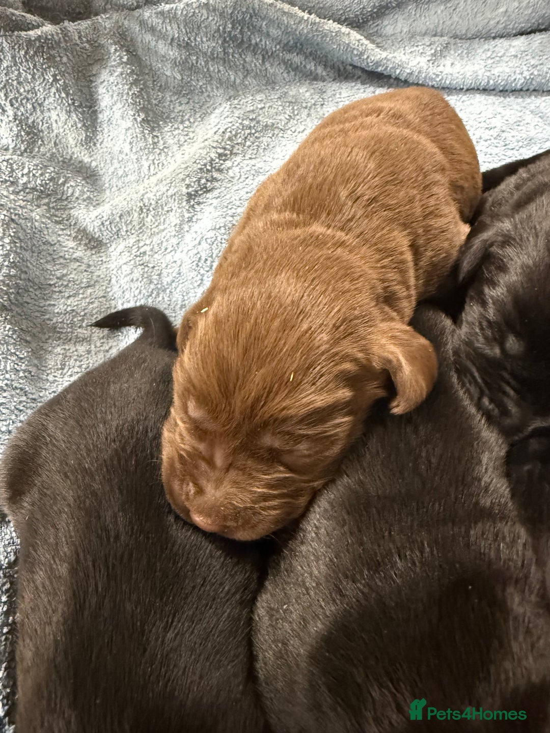 Labrador Retriever dogs for sale: Stunning Labrador Puppies - Image 5