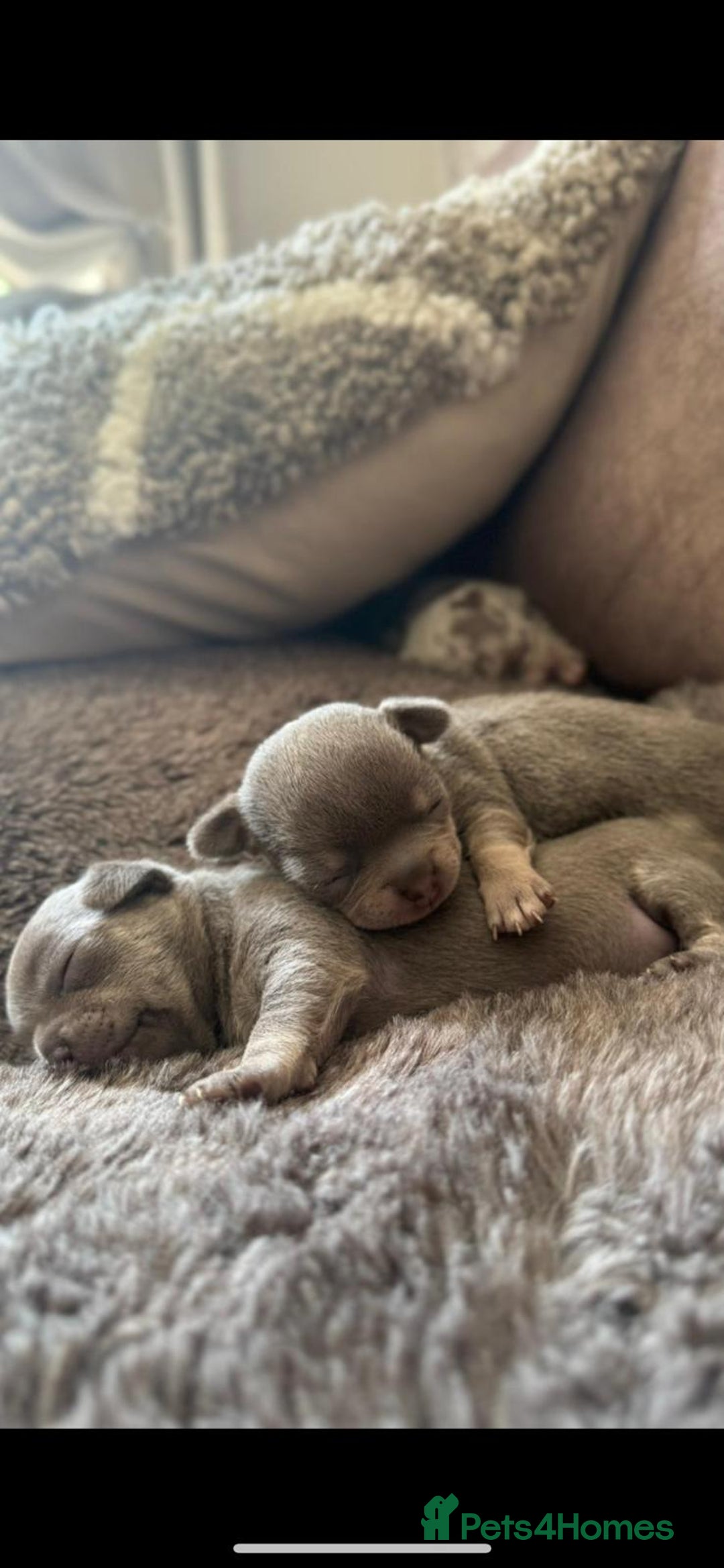 Chihuahua dogs for stud: Proven Lilac KC registered chihuahua for stud  in Liverpool - Advert 33