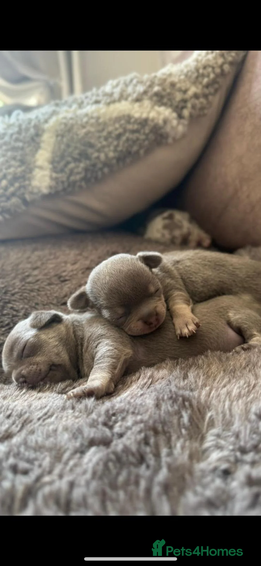 Chihuahua dogs for stud: Proven Lilac KC registered chihuahua for stud  in Liverpool - Advert 33