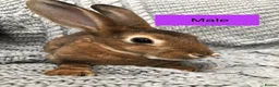 Rex rabbits for sale: Pure breed velvet mini and standard Rex rabbits - Advert 19