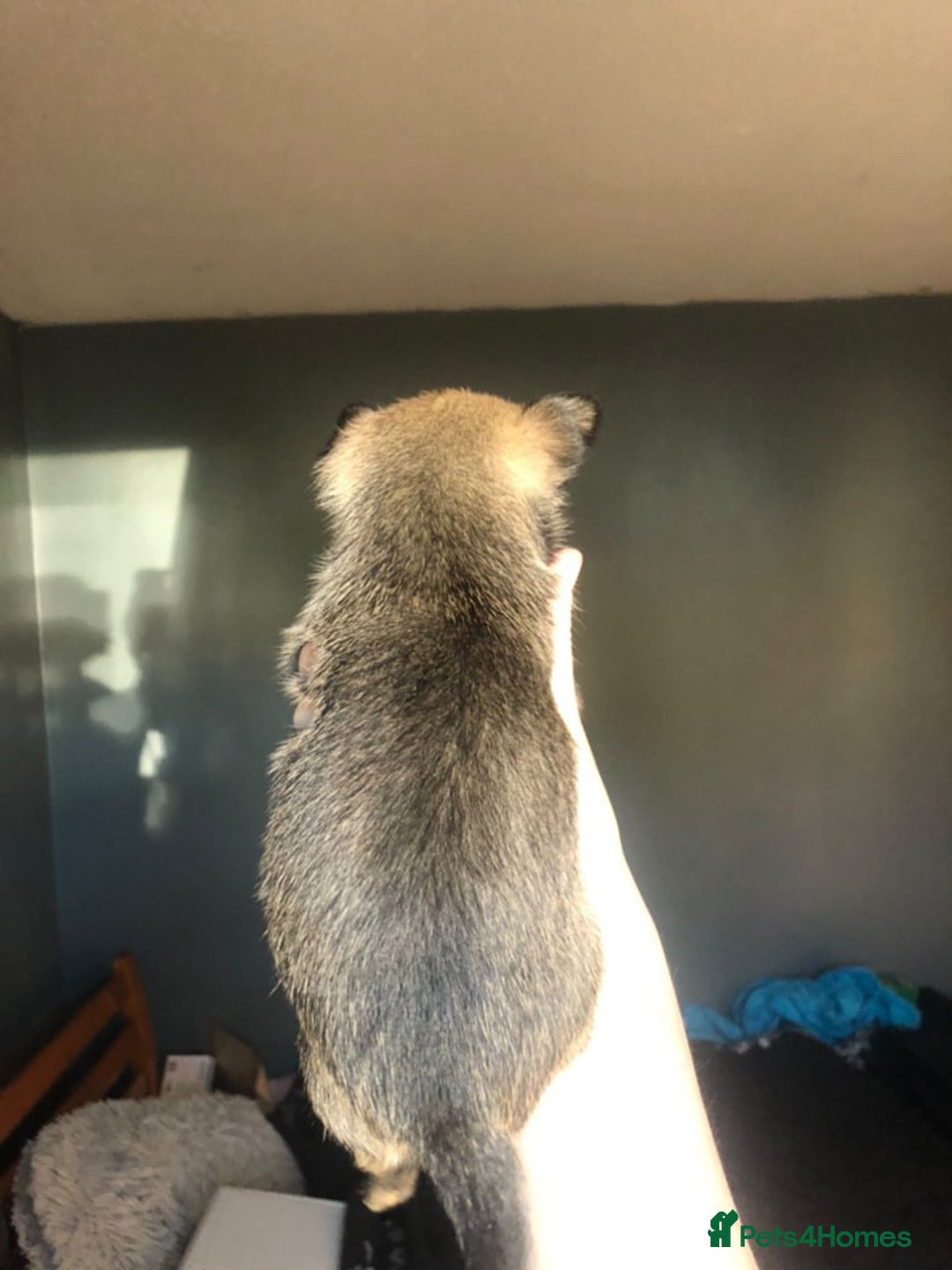 Pomchi dogs for sale: 🐾MALE POMCHI PUPPIES🐾 - Advert 38