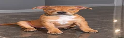 Staffordshire Bull Terrier dogs for sale: 🐾 STUNNING RED STAFFIE PUPPIES 🐾 - Advert 5