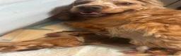Cocker Spaniel dogs for sale: KC REGISTERED SHOW COCKER SPANIELS  - Advert 15