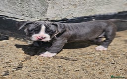 Mastiff dogs for sale: Boerbel x ultimate Mastiff in London - Image 1