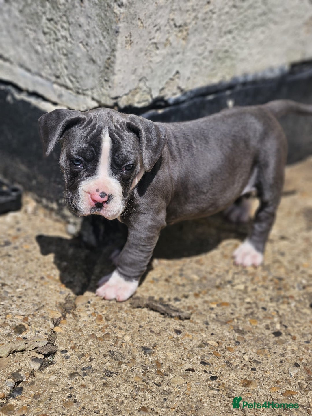 Mastiff dogs for sale: Boerbel x ultimate Mastiff in London - Image 1