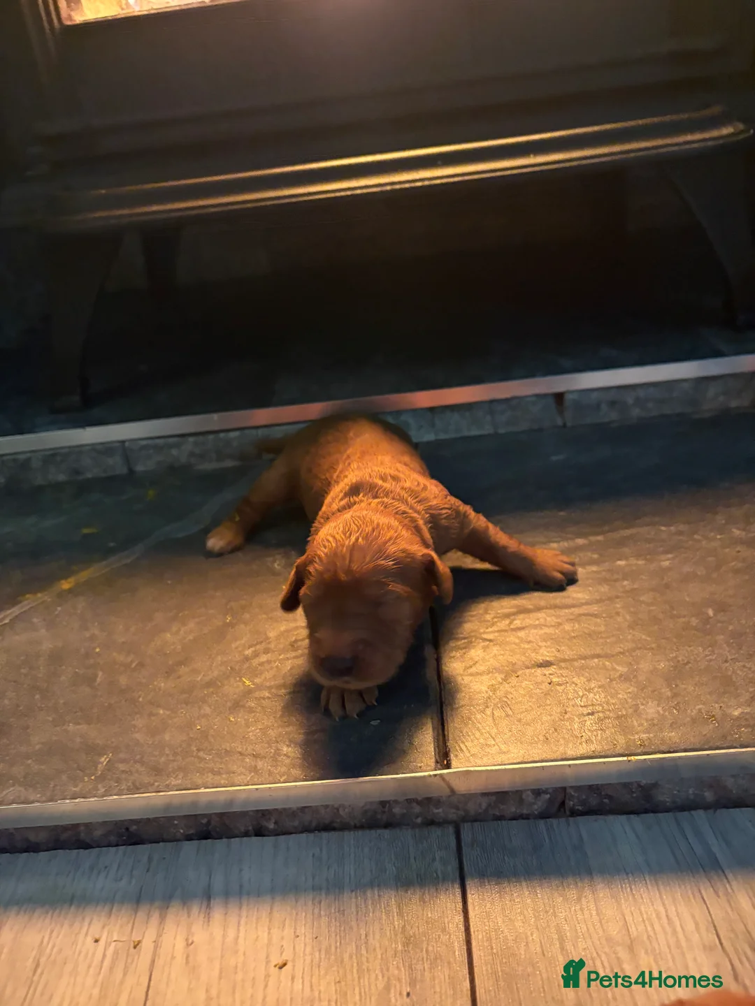 Mini Goldendoodle dogs for sale: Are Gorgeous golden doodle puppies 🐶 - Advert 14