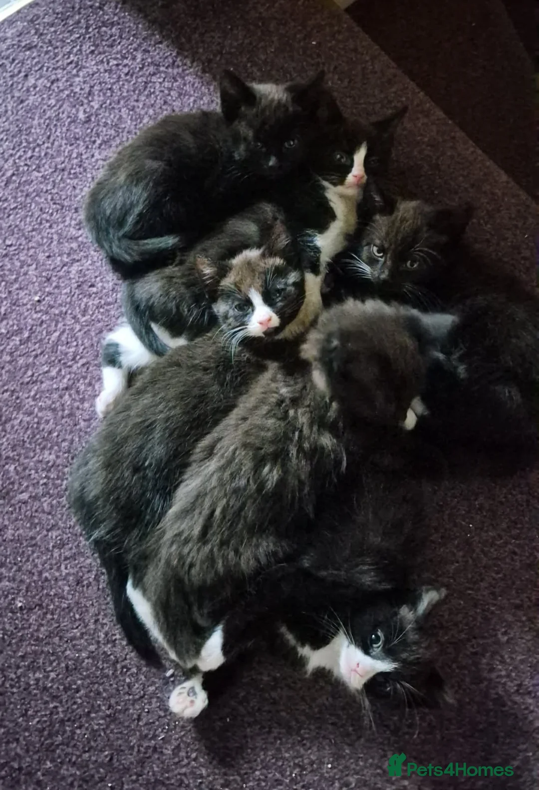 Mixed Breed cats for sale: Kittens for sale! - Advert 12