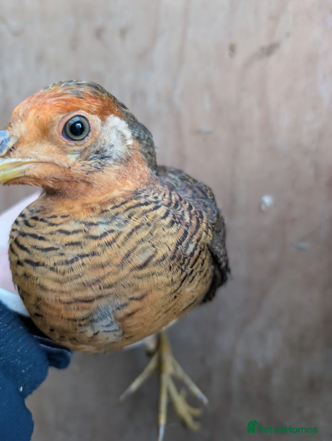 Ducks poultry for sale: Cull ducks, cock golden pheasant  - Advert 4