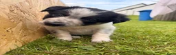 Border Collie dogs for sale: Gorgeous Border Collie puppies  - Advert 9