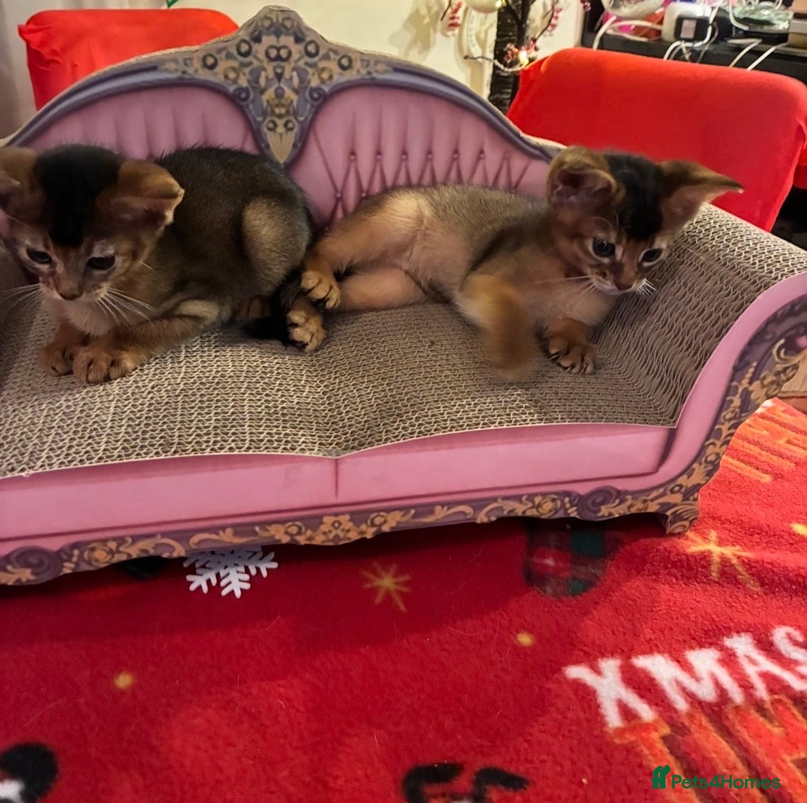 Abyssinian cats Abyssinian kittens looking for forever homes - Advert 7