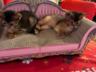 Abyssinian cats Abyssinian kittens looking for forever homes - Advert 7