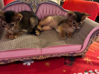 Abyssinian cats Abyssinian kittens looking for forever homes - Advert 11