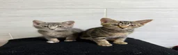 Mixed Breed cats for sale: Two Tabby Bengal Mix Female Kittens — READY NOW - Advert 3