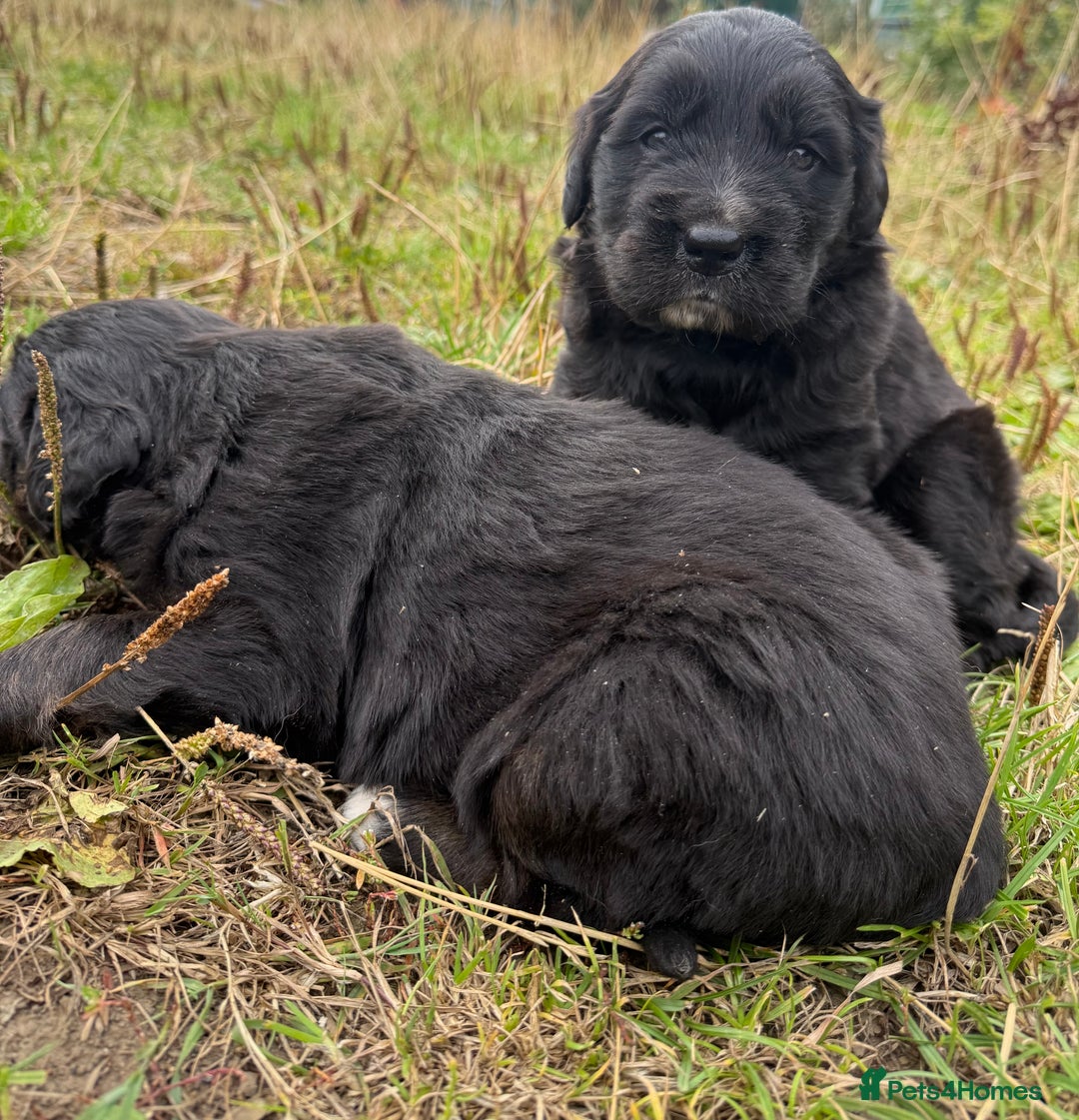 Mixed Breed dogs for sale: Bernese X Golden Retriever Puppies - Image 2